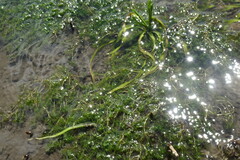 Callitriche hermaphroditica