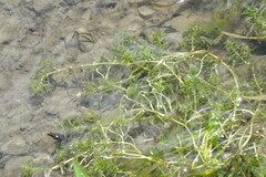 Callitriche hermaphroditica
