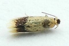 Stigmella macrocarpae