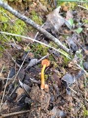Hygrocybe mucronella