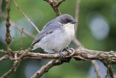 Microspingus cinereus