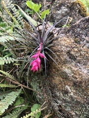 Tillandsia stricta