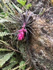 Tillandsia stricta