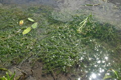 Callitriche hermaphroditica