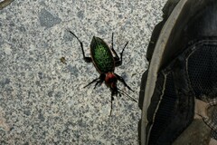 Carabus lafossei