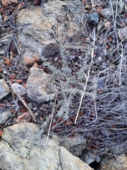 Santolina semidentata