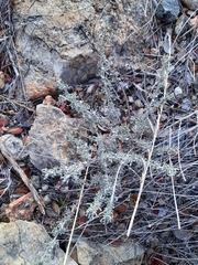 Santolina semidentata