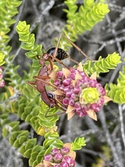 Myrmecia analis