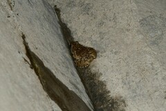 Fejervarya multistriata