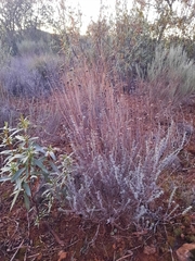 Santolina semidentata