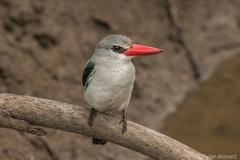 Halcyon senegaloides senegaloides