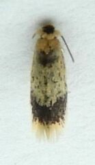 Stigmella macrocarpae