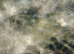 Rhombosolea tapirina