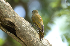 Dryobates passerinus