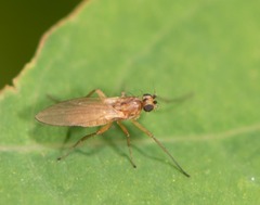 Lonchoptera bifurcata