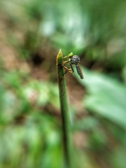 Ommatiini
