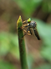 Ommatiini