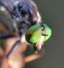 Ommatiini