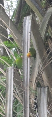 Brotogeris jugularis