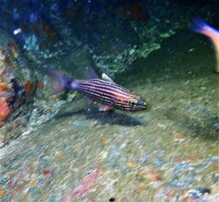 Cheilodipterus macrodon