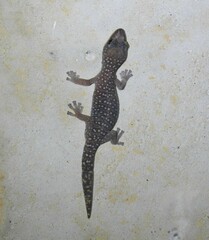 Oedura tryoni