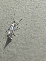 Hednota pleniferellus
