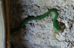 Philothamnus punctatus