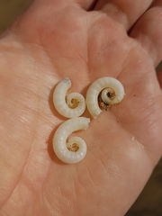 Spirula spirula
