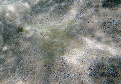 Rhombosolea tapirina