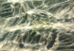 Rhombosolea tapirina