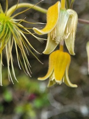 Clematis leschenaultiana