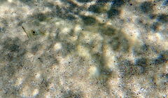 Rhombosolea tapirina