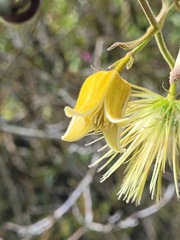 Clematis leschenaultiana
