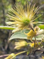 Clematis leschenaultiana