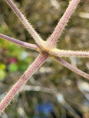 Clematis leschenaultiana