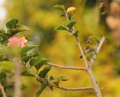 Zosterops maderaspatanus