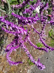 Salvia leucantha