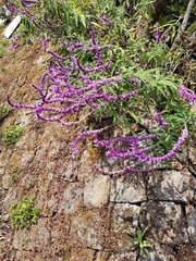 Salvia leucantha