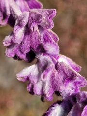 Salvia leucantha