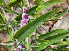 Salvia leucantha