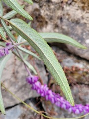 Salvia leucantha