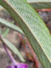 Salvia leucantha