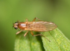 Lonchoptera bifurcata