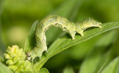 Ponometia candefacta