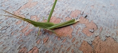 Acrida conica