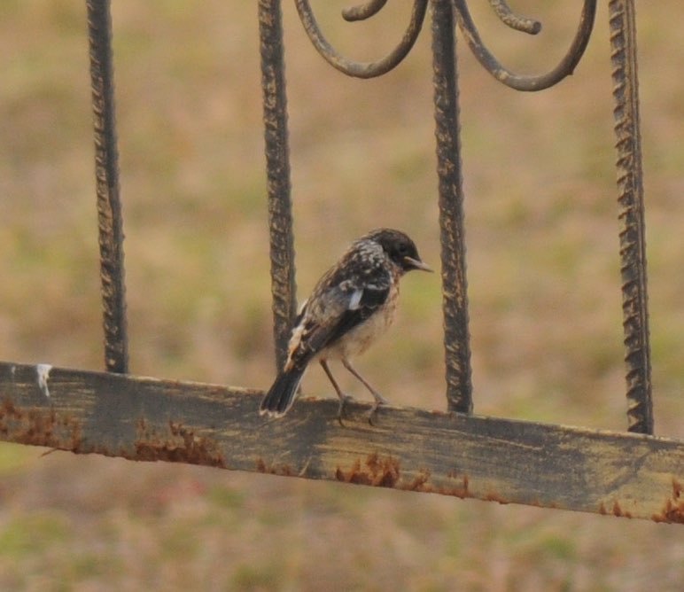 African Stonechat