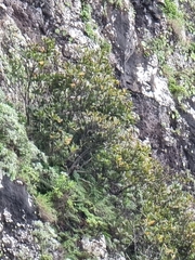 Sideroxylon mirmulans