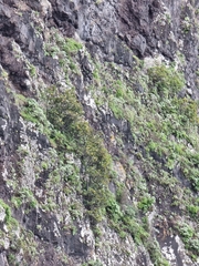 Sideroxylon mirmulans