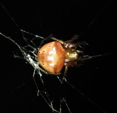 Araneus cyrtarachnoides