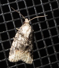 Platynota exasperatana